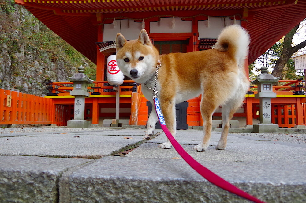 _天空漂浮、地面滑行:创新运动玩法_,天空中漂浮的城市
