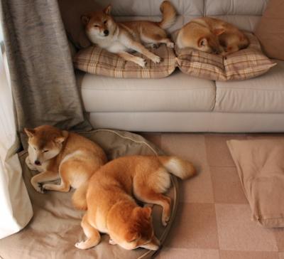 _老鹰队快攻犀利，获得重要胜利_，老鹰队战术