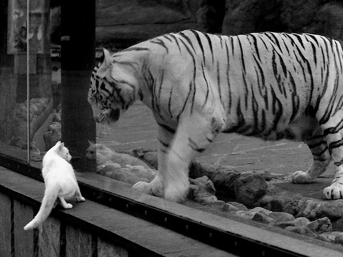 “青训+文化+旅游”深度融合模式在全国多地落地生根，行业持续繁荣