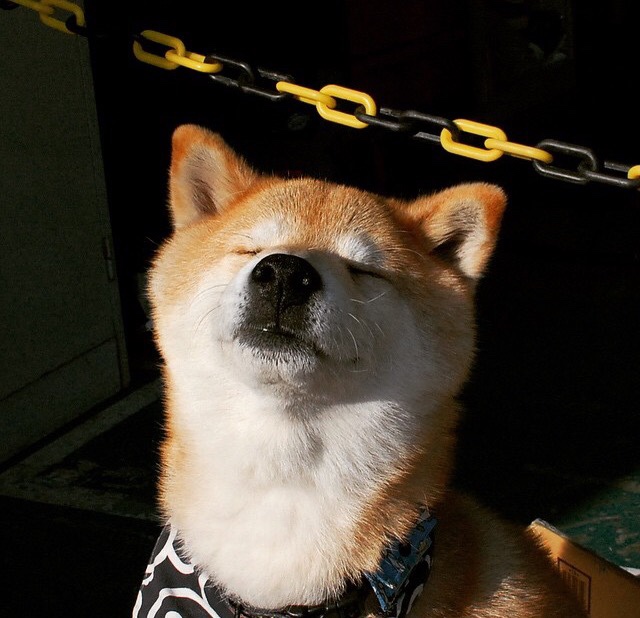 传统花样游泳表演,水中舞蹈的艺术魅力,花式游泳水上动作有哪些