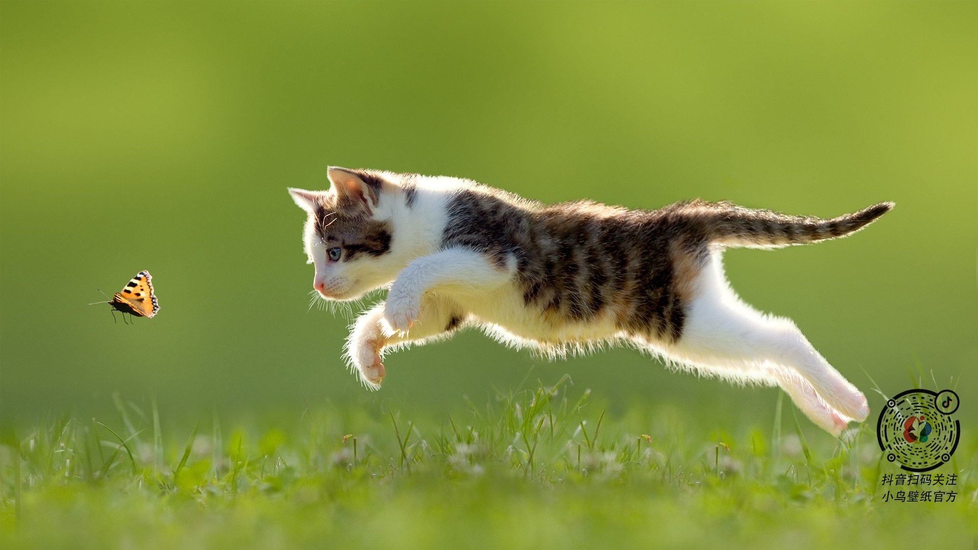 库里：穿越“天花板”的三分炸裂全紀錄！，库里逆天三分集锦