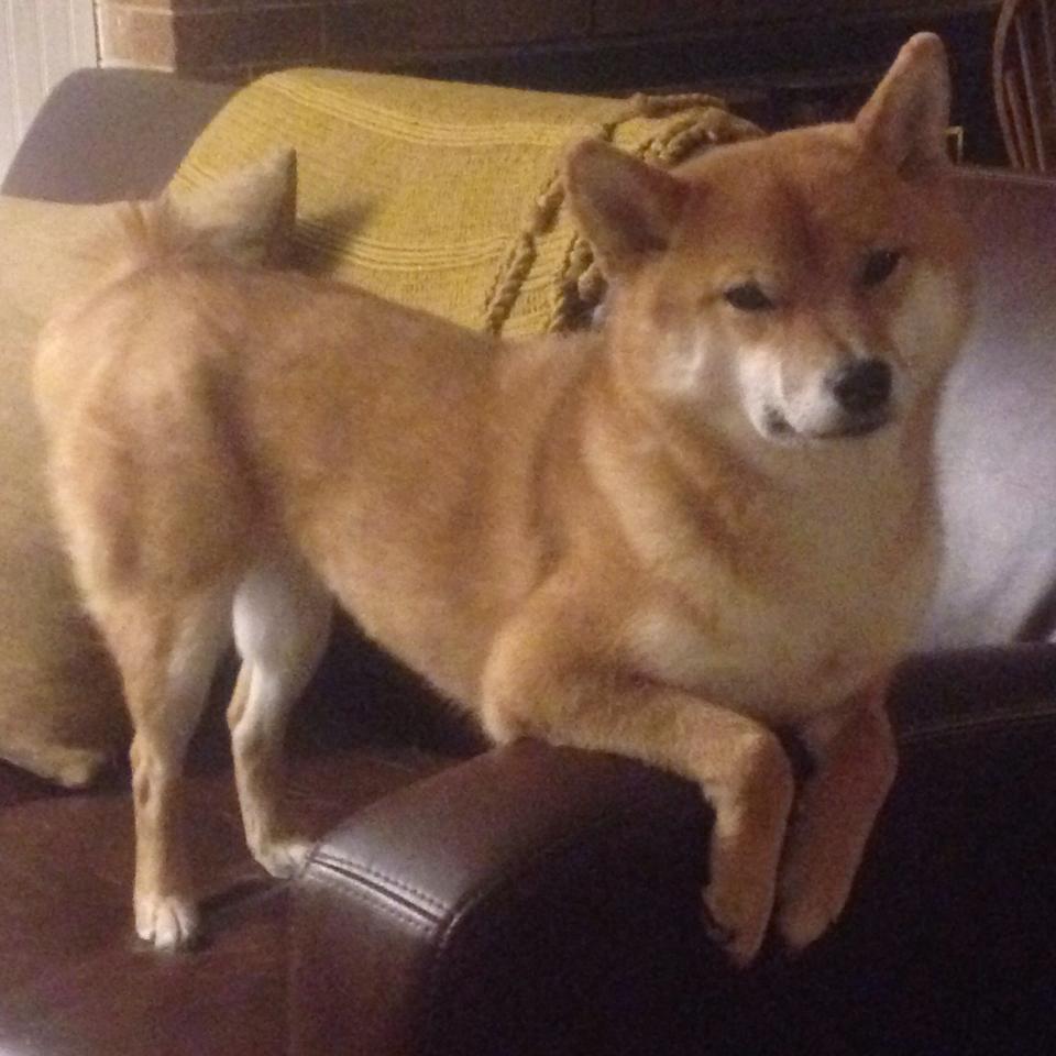 掘金与盲人作家合作出书，打造听觉篮球纪实