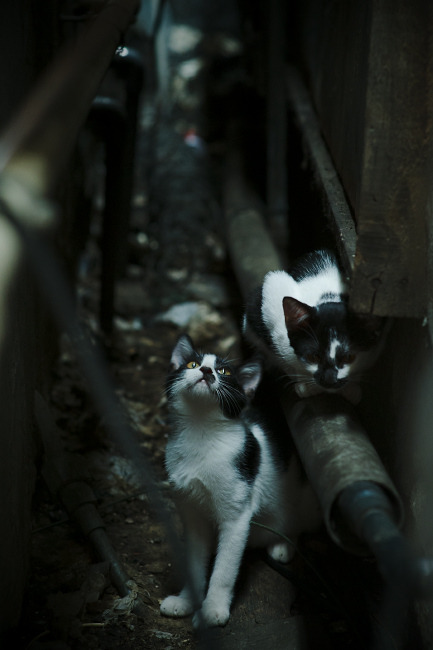 未来足球“巨星”看这里:欧洲赛场新星大盘点,欧洲足球未来之星