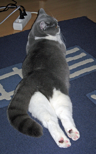 未来足球“新星”怎样在欧冠中崭露头角？，2021欧冠预言