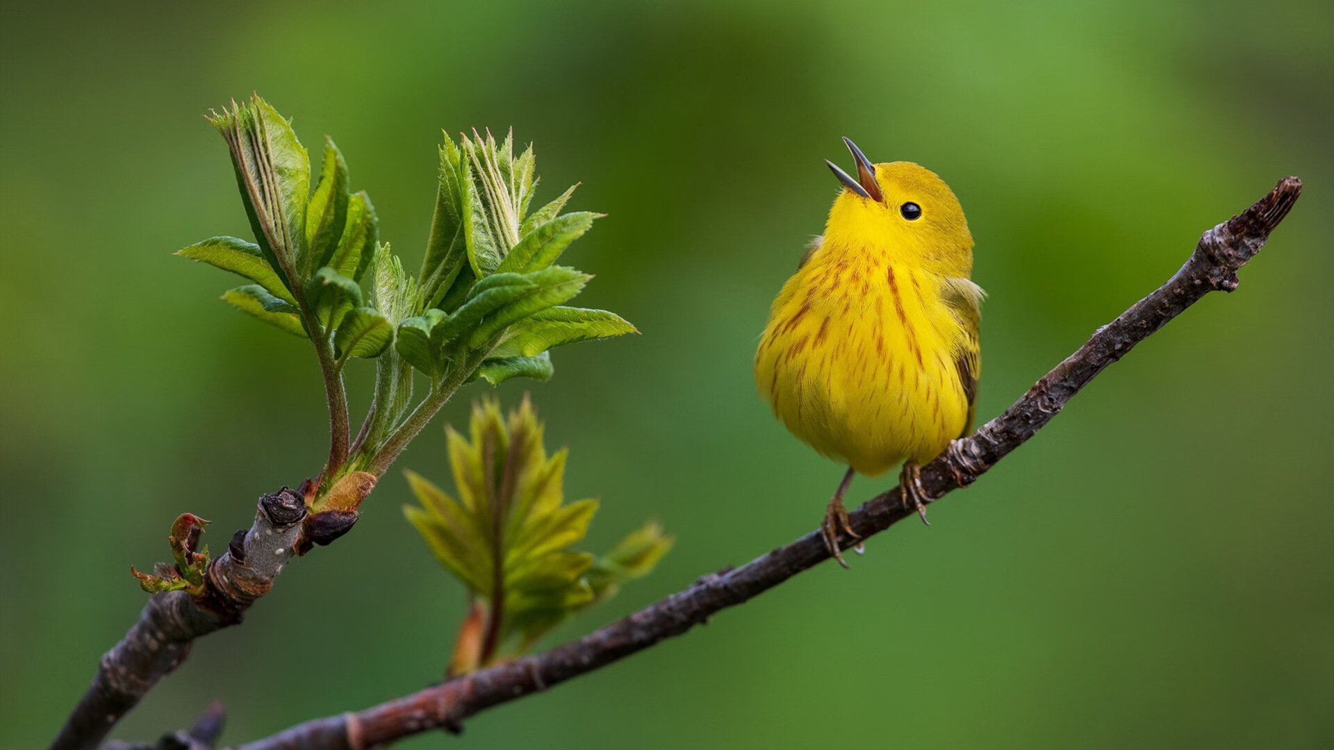 逆转奇迹！底特律从落后20分到胜利，《底特律》