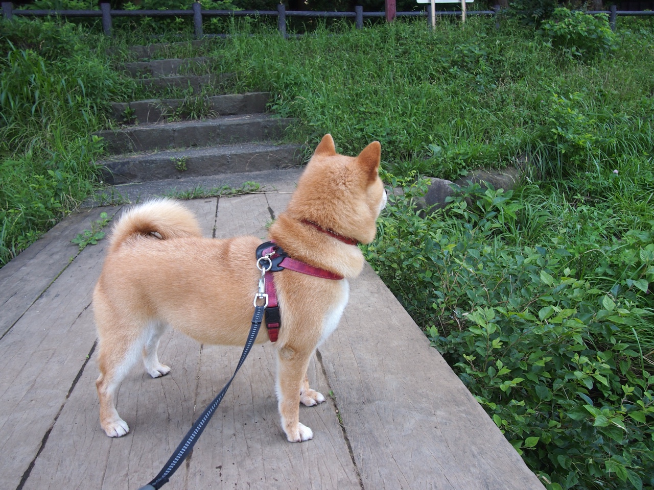 马刺在加时赛中上演“奇迹逆转”,士气大振!,马刺配合