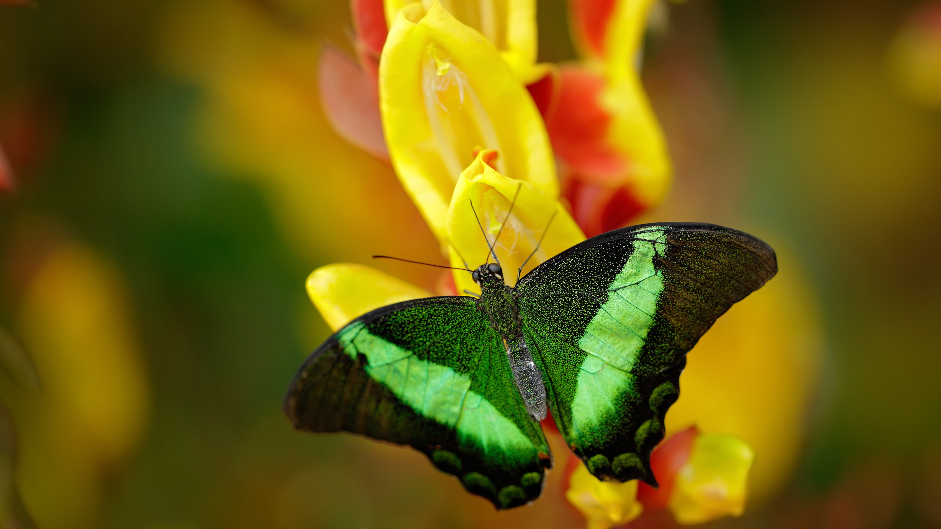 CBA球队比赛战术调整案例分析,cba篮球战术图解