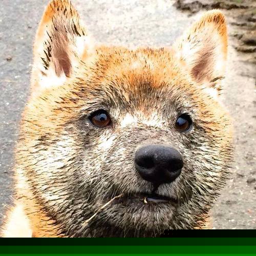 T1战术打法多样化，t1战况