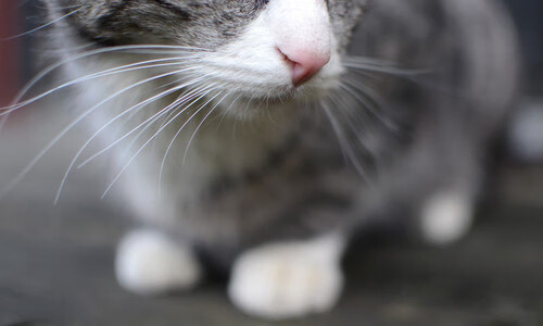 中国跳高新星刷新个人最佳,挑战亚洲纪录在即,中国跳高高手