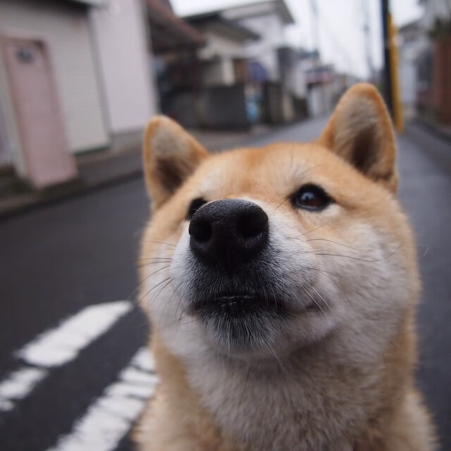 克罗地亚马术协会与学校合作，开展马术教育课程，推广马术文化。