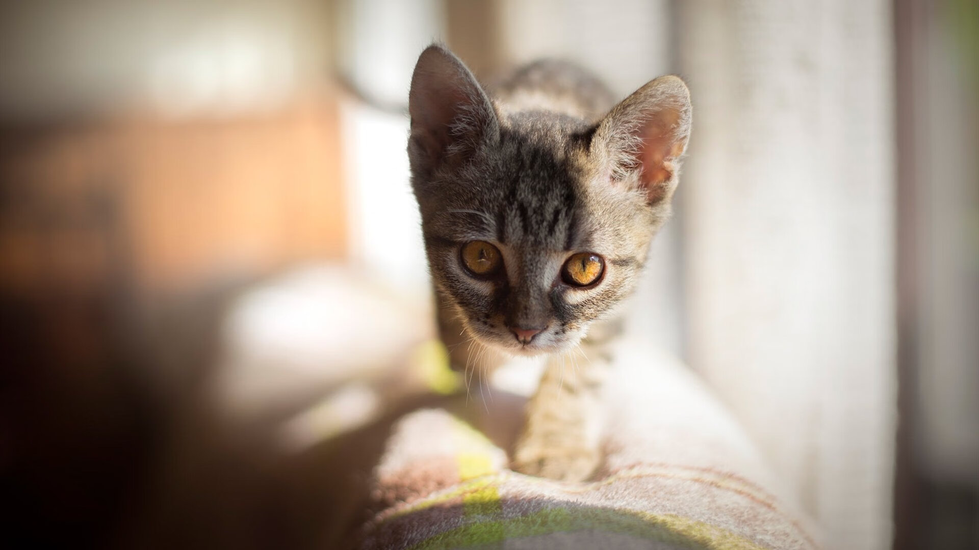 哈兰德再度破门建功,助球队取得胜利,哈兰德2021