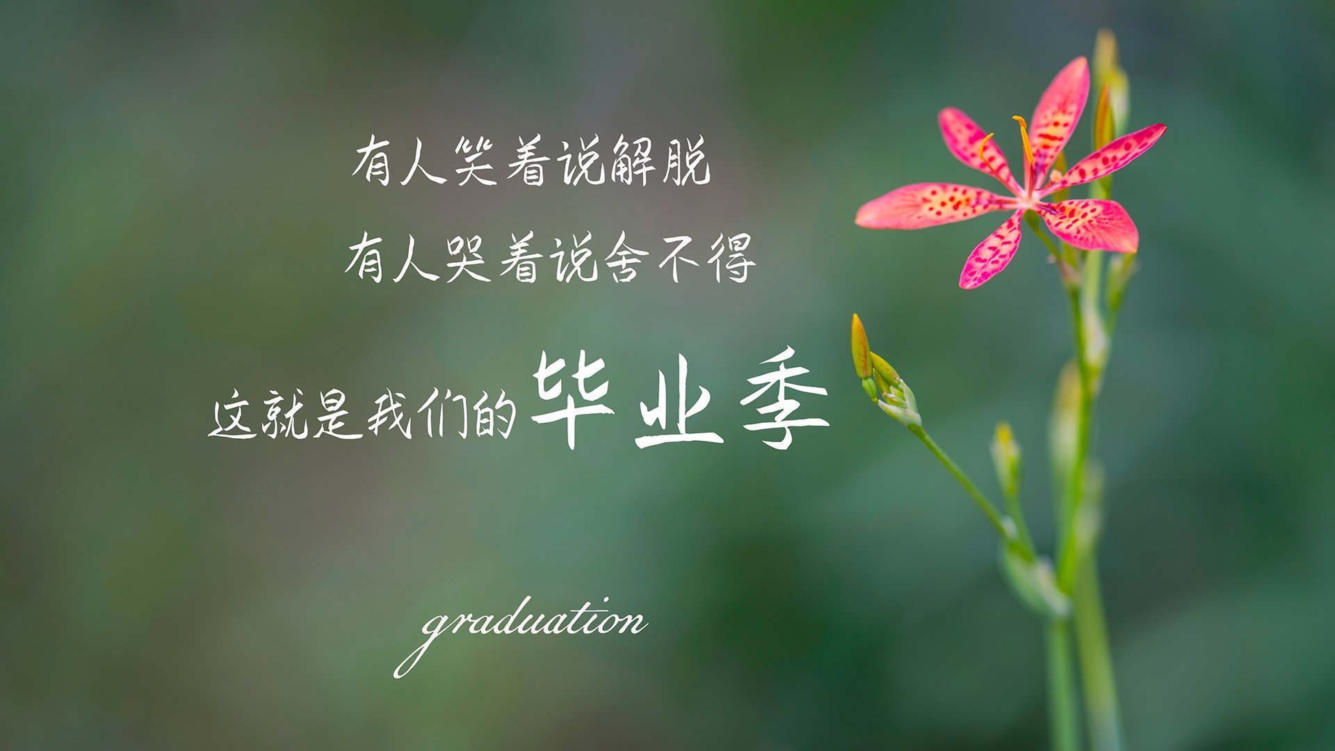 布莱顿战术多变,海鸥军团力争更高排名,布莱顿为什么叫海鸥