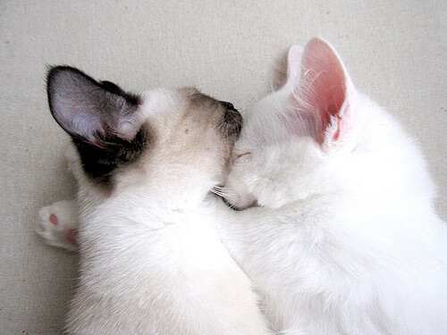 斯洛文尼亚队获得胜利备战国际比赛,斯洛文尼亚赛事汇