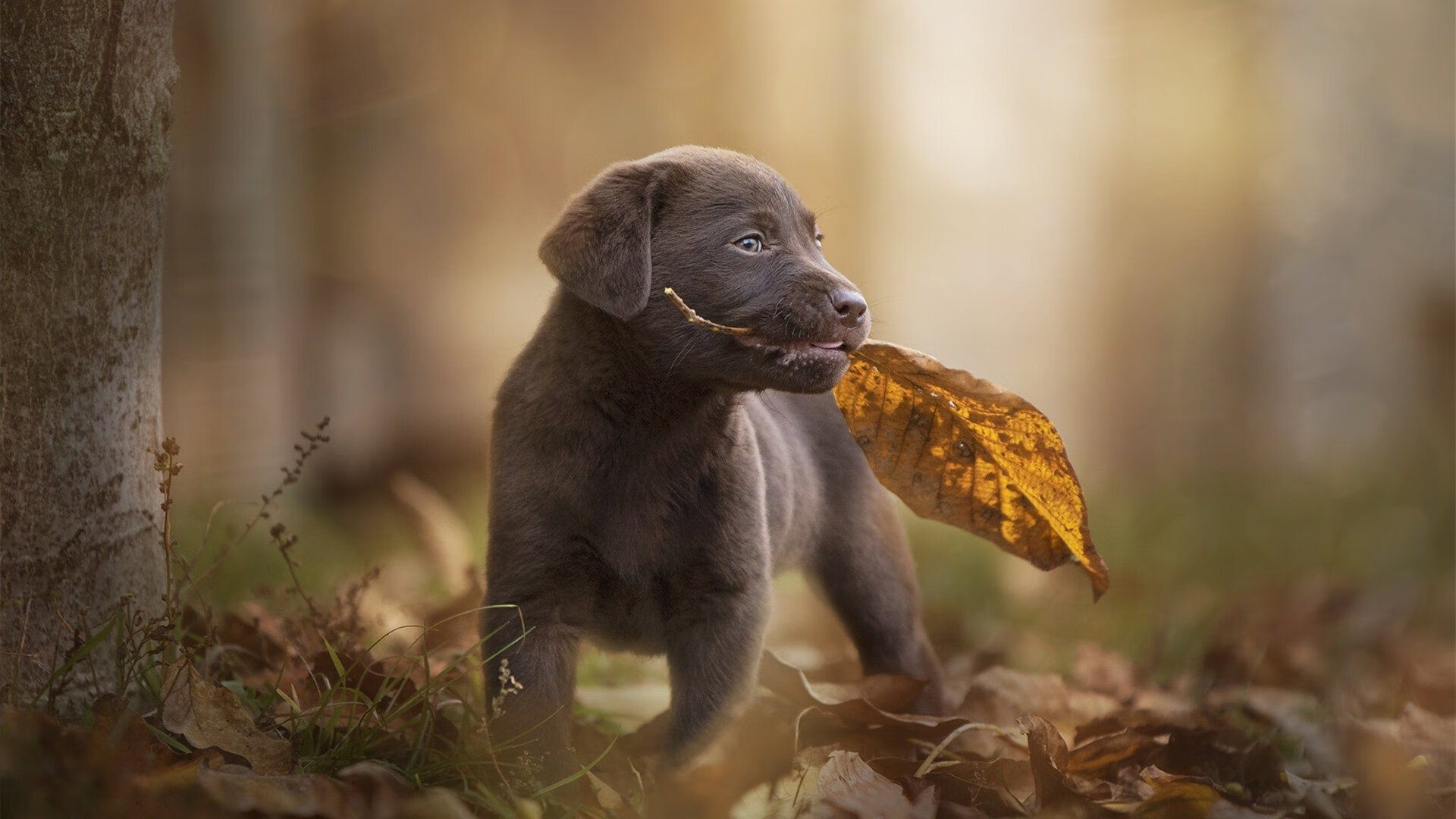 梅斯主场大胜圣埃蒂安，豪取三分，梅斯cba