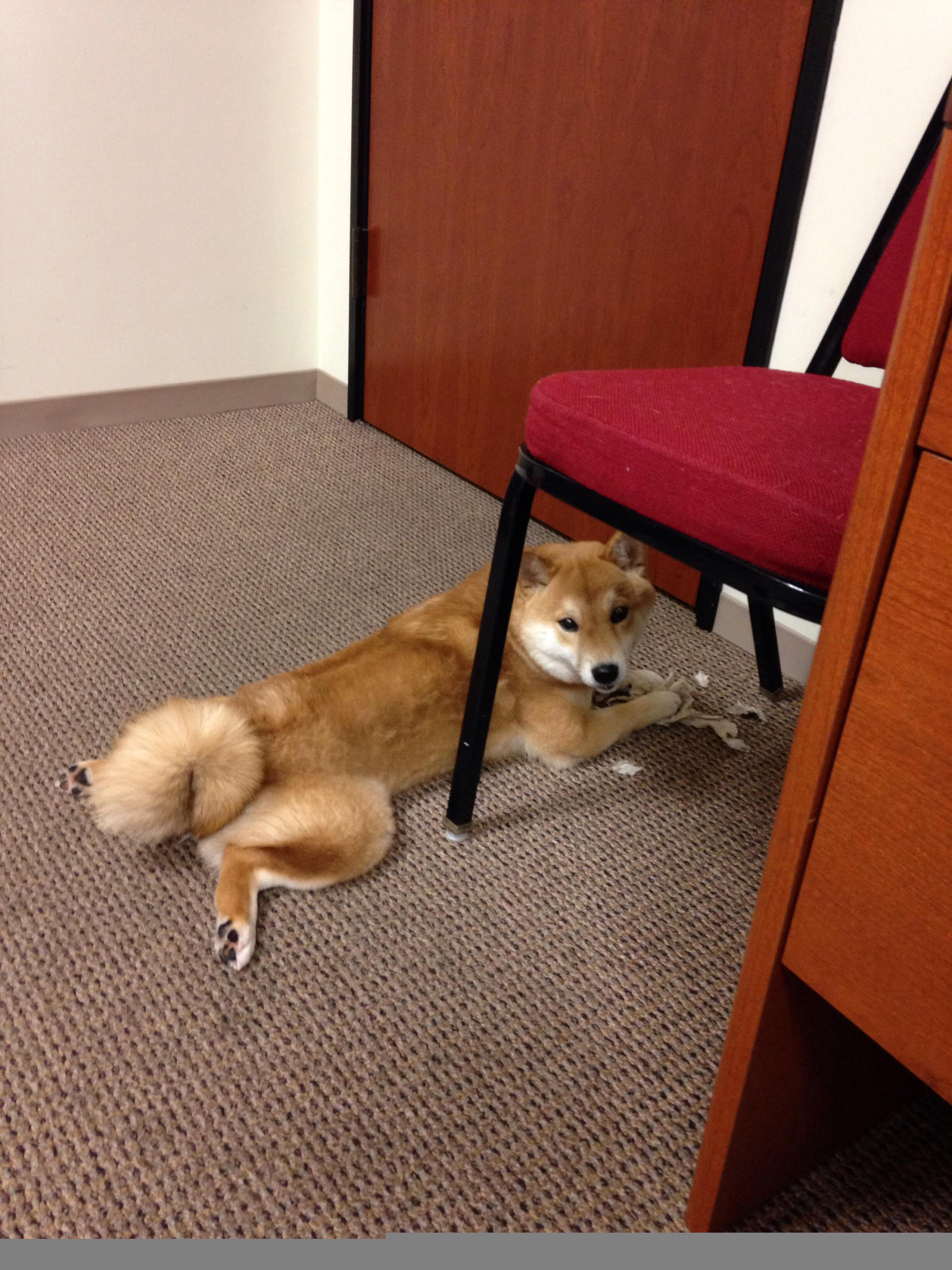 沃特福德加时绝杀，逆转胜利降级区！，沃特福德vs加的夫城