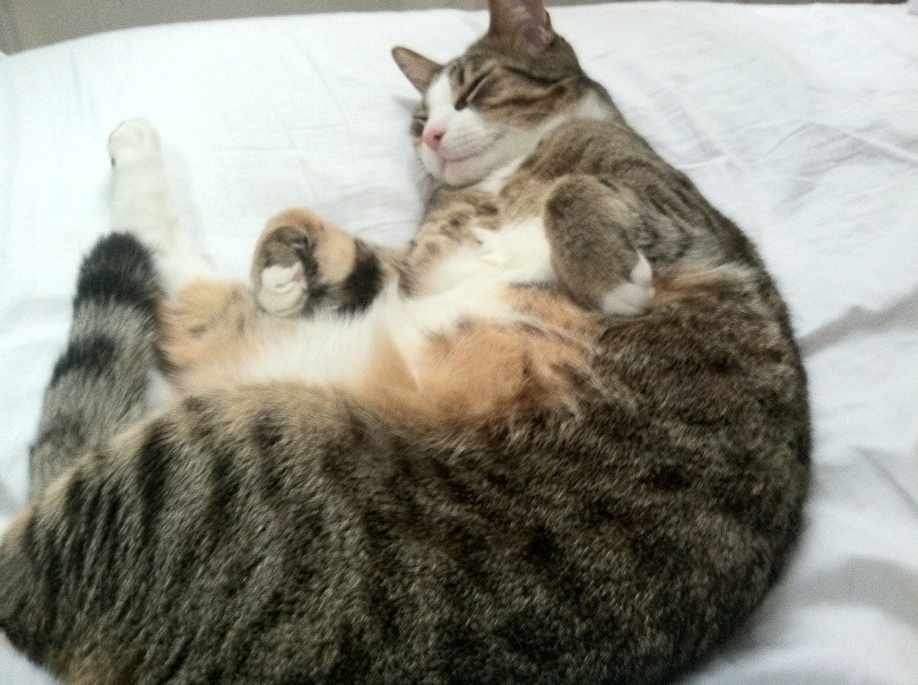 沃特福德客场不敌对手，保级形势雪上加霜，沃特福德俱乐部官网