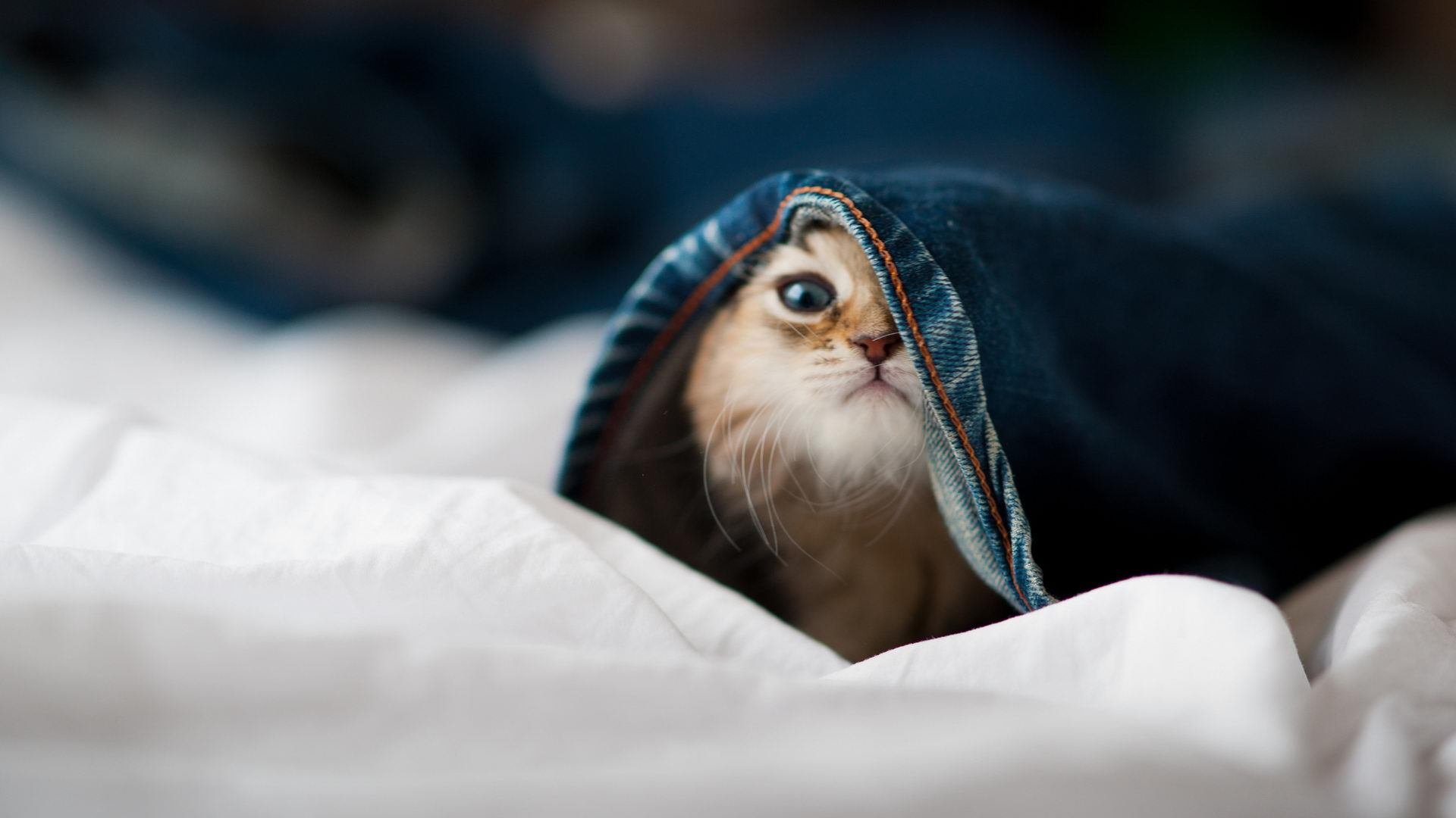 湖人晋级附加赛，詹眉组合统治篮下，湖人队詹姆斯最新消息