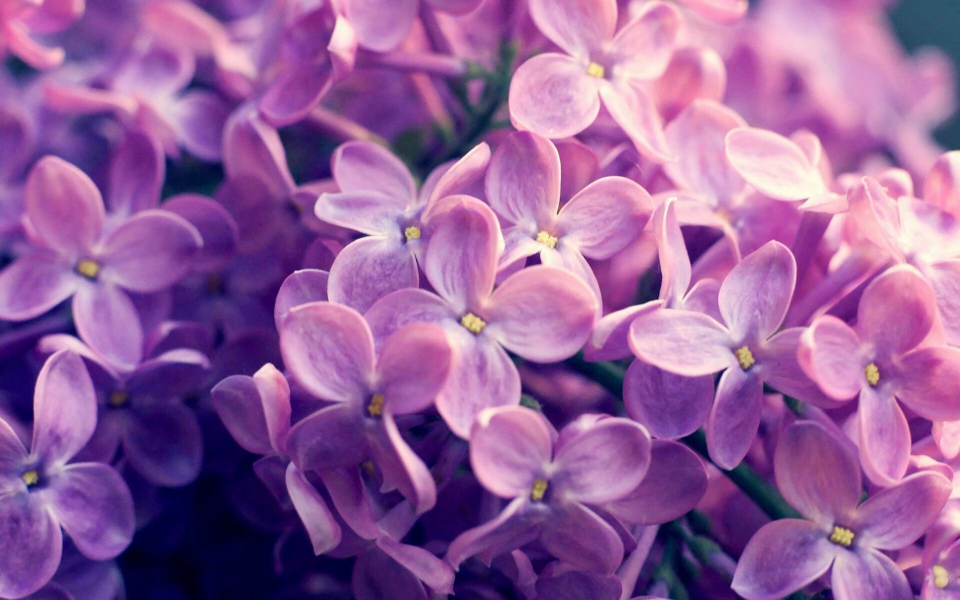 皇家贝蒂斯稳扎稳打,客场击败对手,行进顺利,皇家贝蒂斯比赛预测聚胜顽球汇