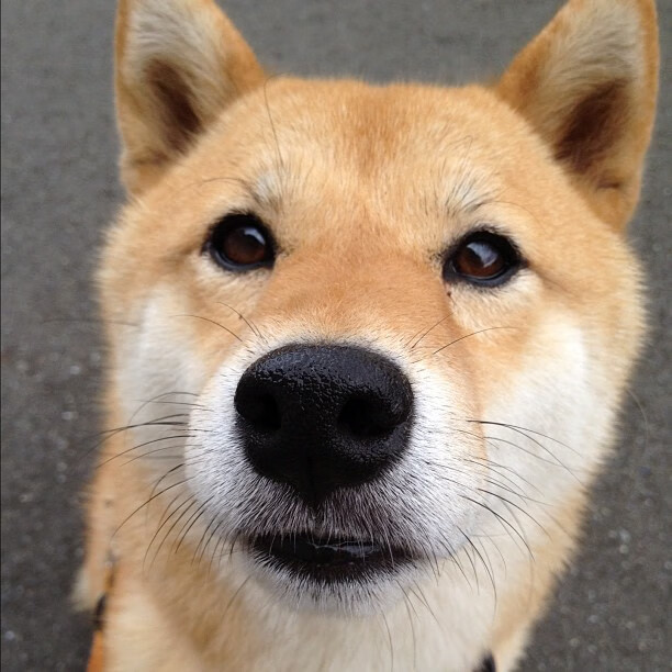 维拉队员获得进球，以一球优势战胜对手，维拉阵型