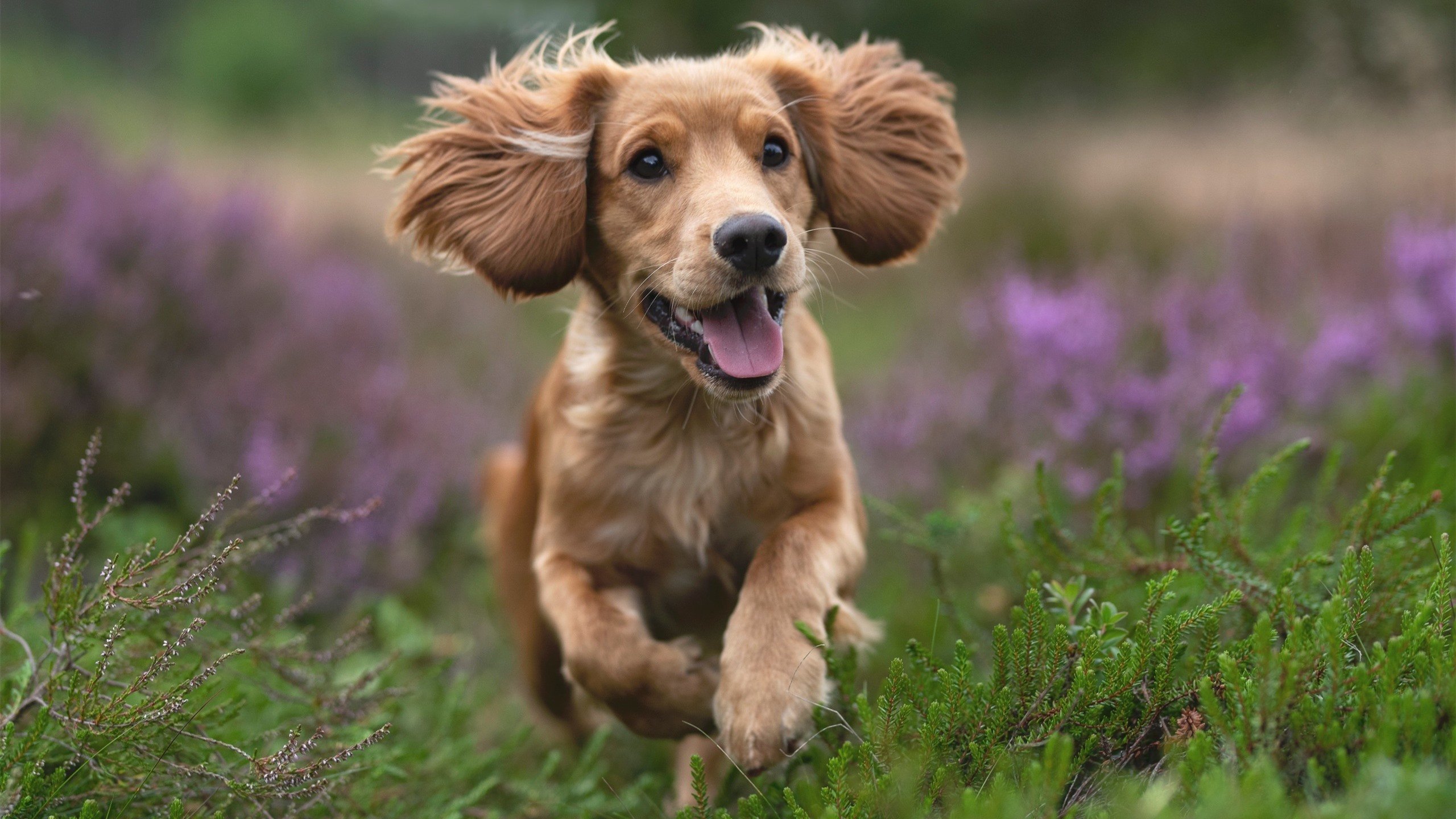 荷兰队在比赛中展现出优异的进攻实力,荷兰队在比赛中展现出优异的进攻实力英语