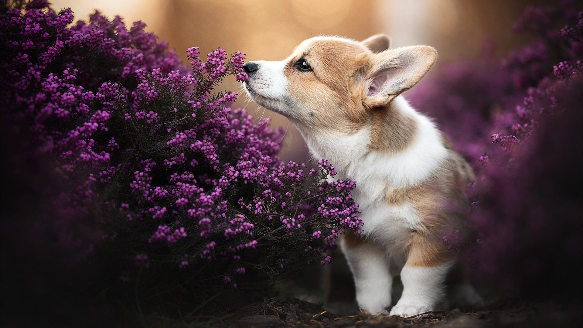 鲁迪·加西亚被任命为比利时国家队新任主教练。,比利时国家队教练 亨利