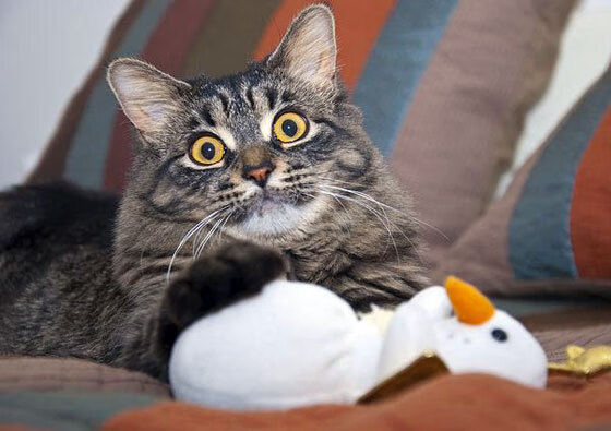 NBA球员职业规划与发展,nba球星职业生涯排名