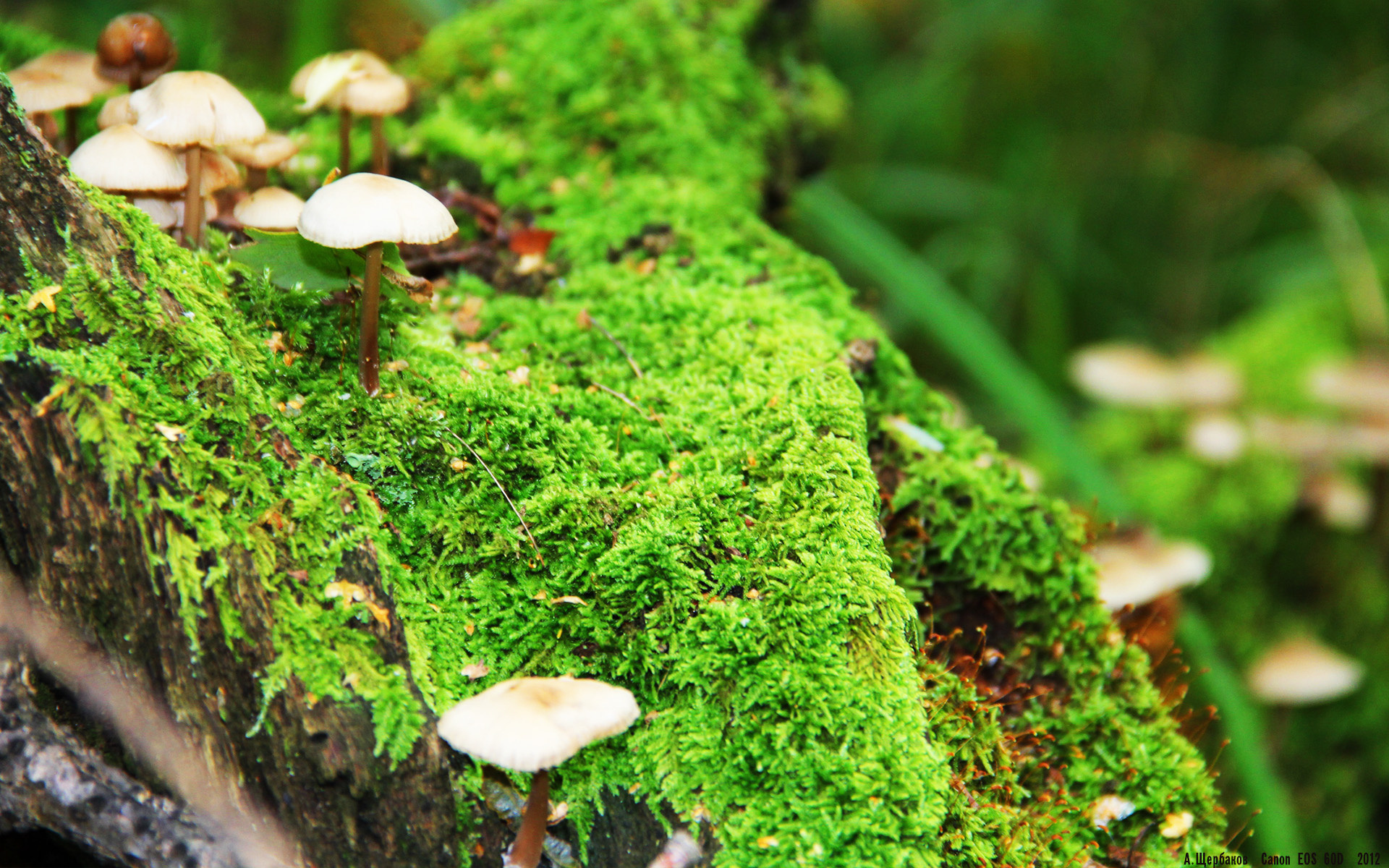 视频分析：未来比赛中AI技术的应用前景，视频分析_未来比赛中ai技术的应用前景如何