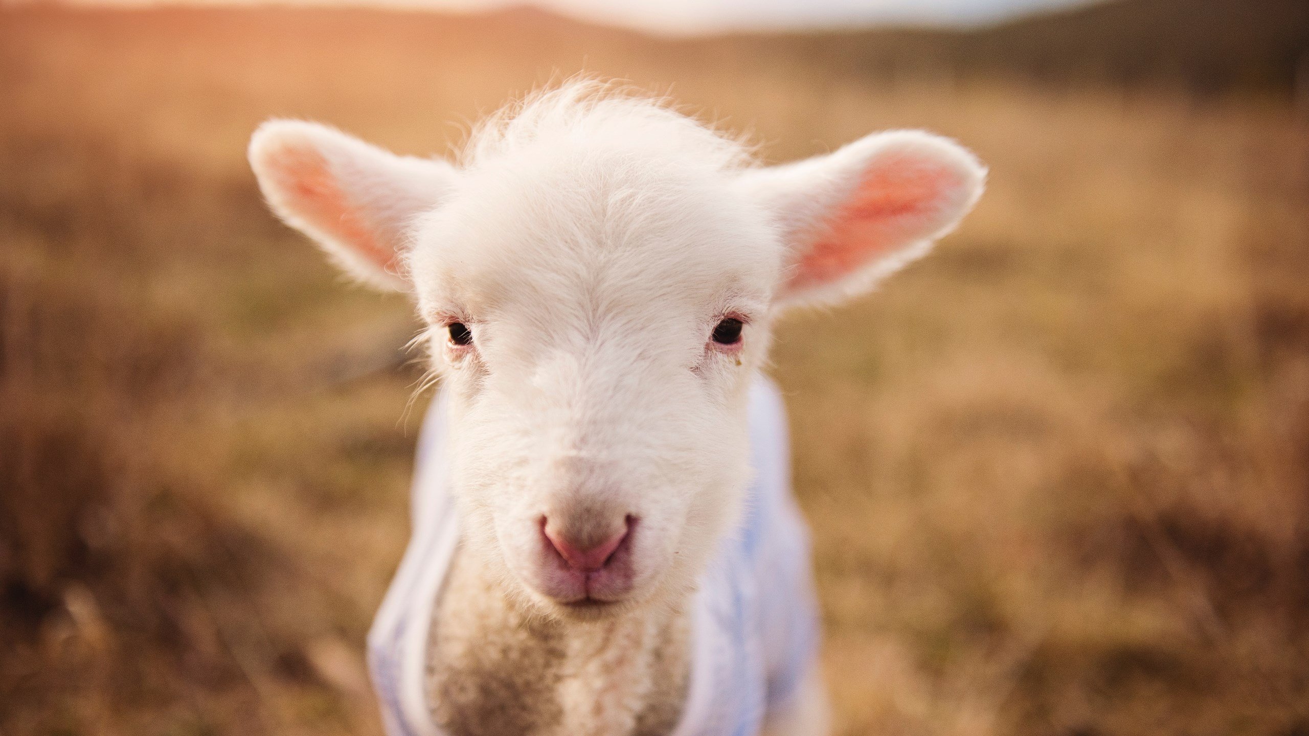 青少年体育锻炼习惯养成及影响因素,青少年体育的问题