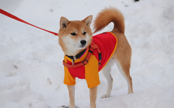 CBA联盟推动基层篮球教练职业化,篮球基层教练应该具备哪些能力