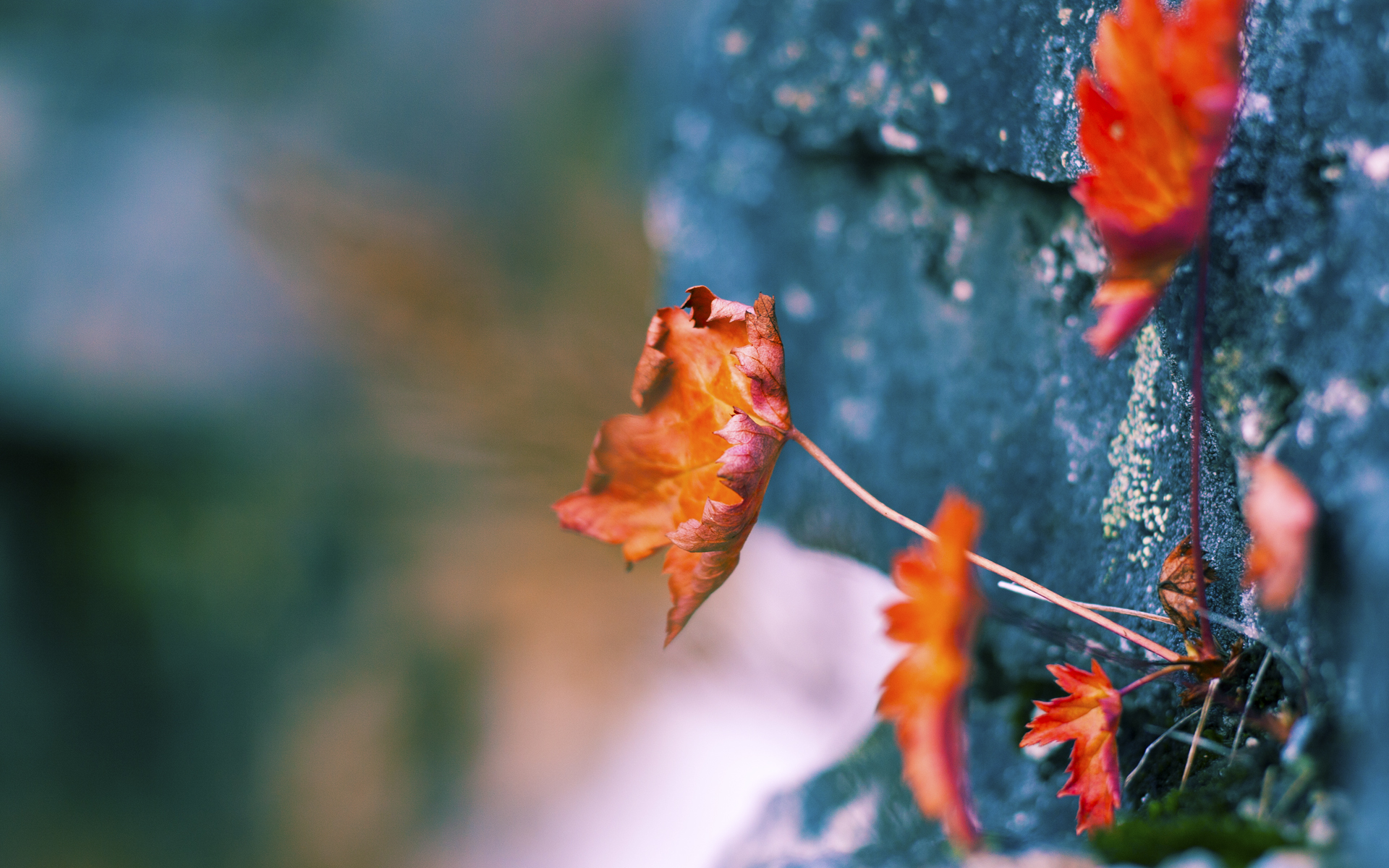 NBA季前赛开启 新人球员表现令人期待,新赛季nba季前赛什么时候开始时间