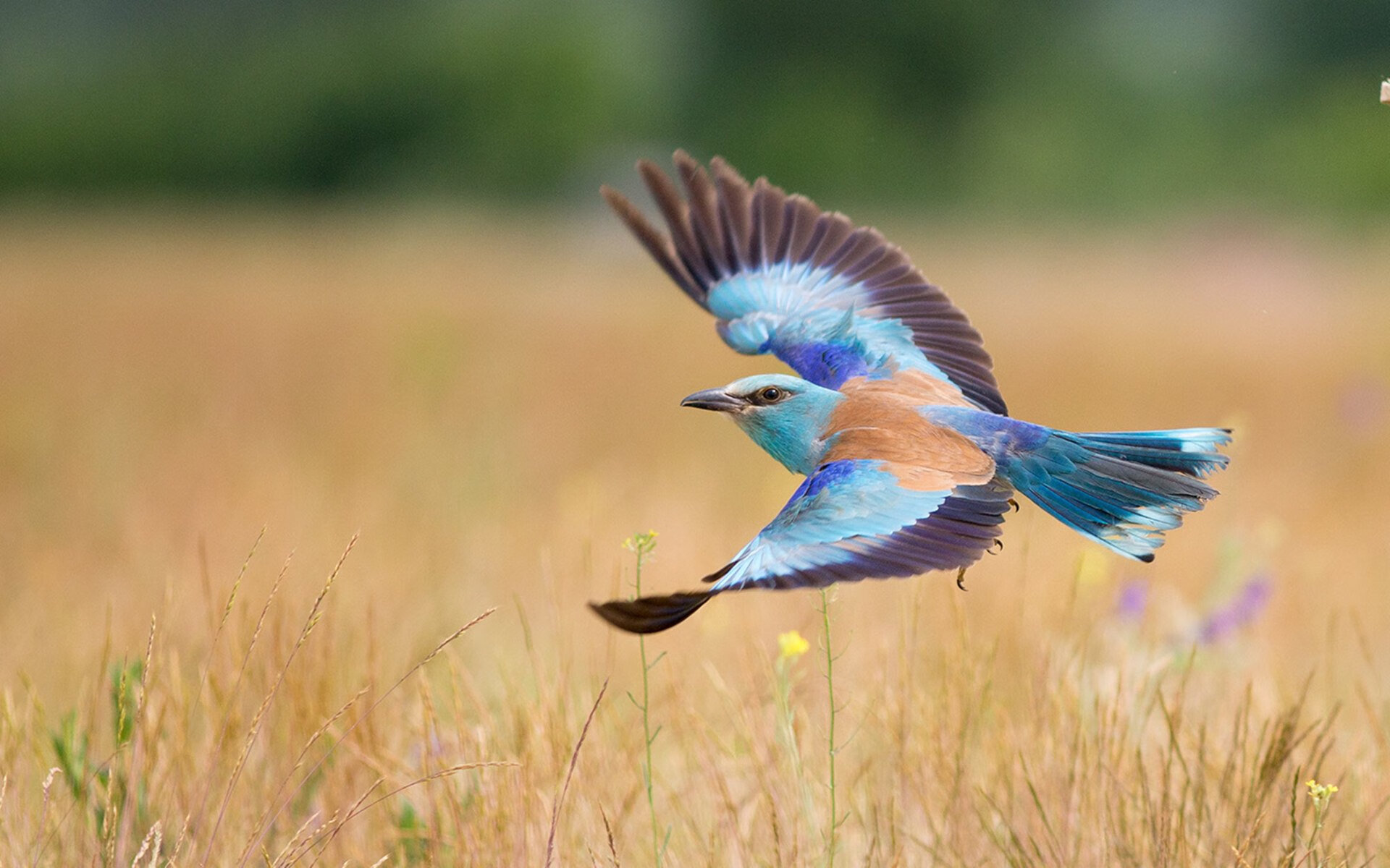 “高新体育中心：举重选手肩负全球期望，挑战世界纪录”