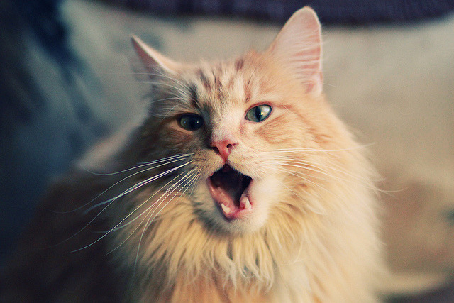 塞内加尔男篮在非洲锦标赛中奋战，争夺冠军宝座，塞内加尔在非洲算什么水平