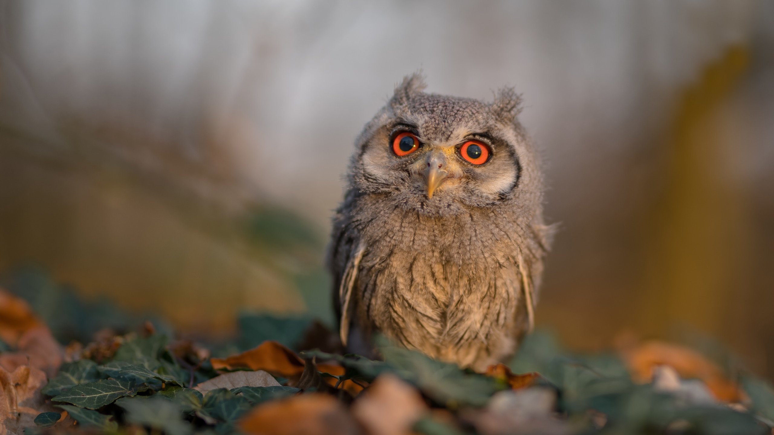 女子国家队更新战术板示意系统提升可视化效率，女子国家队名单