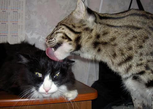 新西兰全黑队连续称霸,南非春bok队紧追其后,blenheim 新西兰