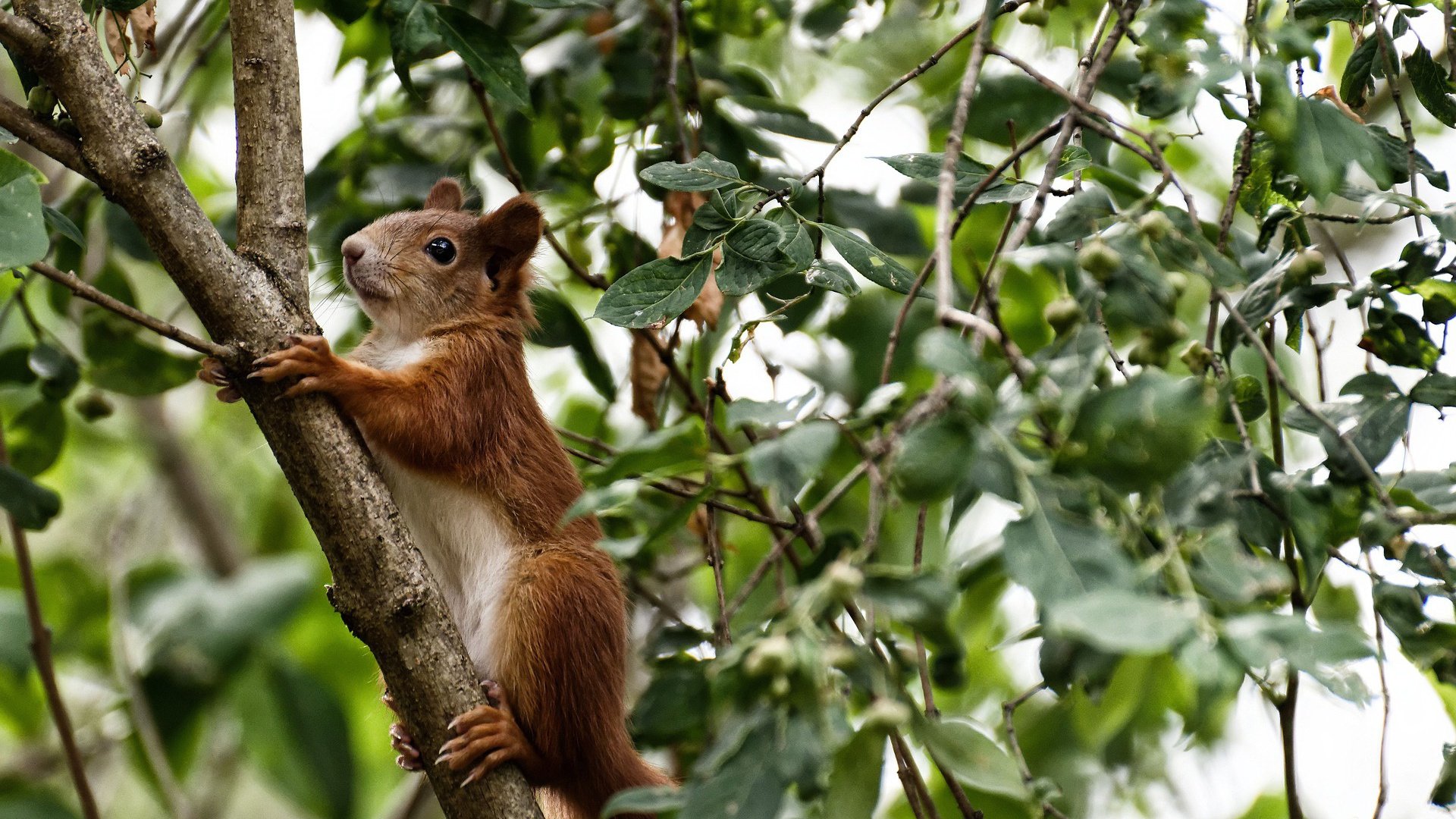 曼联球迷庆祝百年老队成就感人至深，曼联拜年