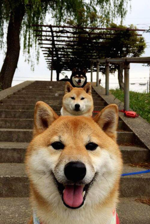 法甲青训崛起:新星崭露头角!,法甲 球队