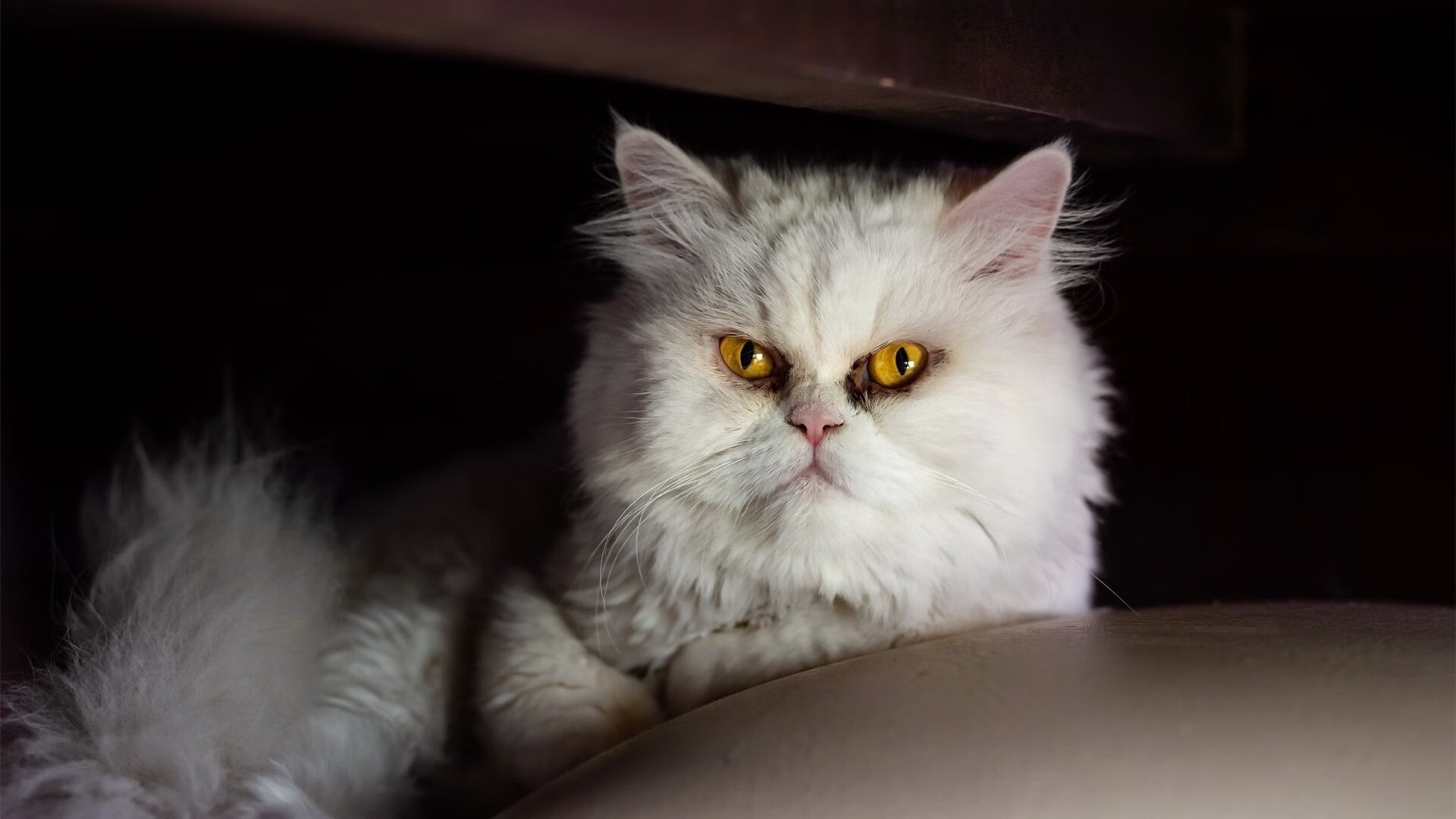 独行侠替补出场连续得分扩大领先优势,独行侠现在阵容